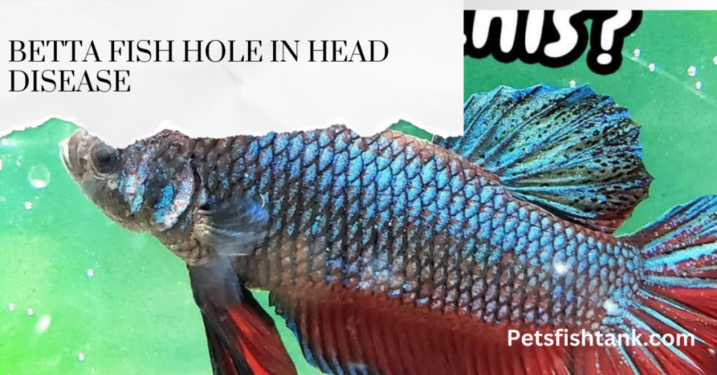 Betta Fish Hole In Head Disease