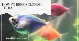 How To Breed Glofish Tetra