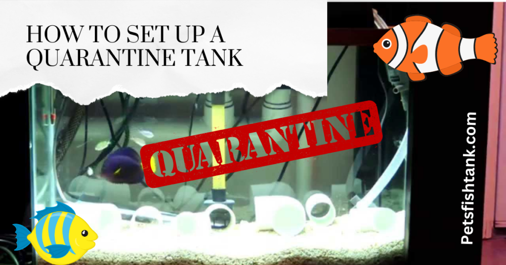 How to Set Up a Quarantine Tank